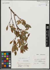Foto von Salix waldsteiniana Willd.